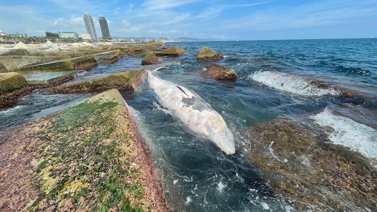 Hallada una ballena muerta en la playa de Barcelona