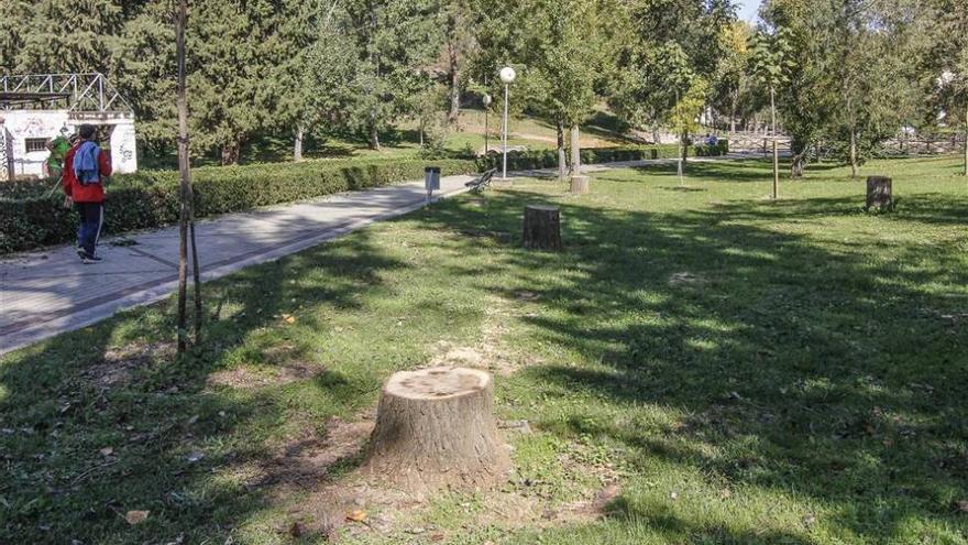 El riesgo por la caída de ramas obliga a talar chopos en el parque del Príncipe de Cáceres