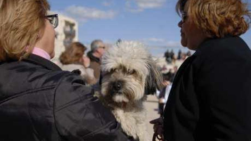 Cientos de mascotas reciben la bendición de San Santón de Callosa de Segura