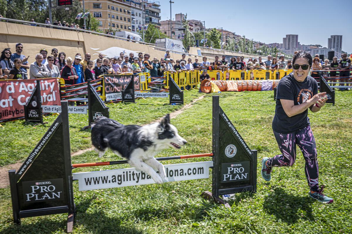 CAN WE RUN BARCELONA. La carrera organizada por Prensa Ibérica y El Periódico de Catalunya con la colaboración de Sport ,  donde las personas y sus mascotas perrunas corren en familia