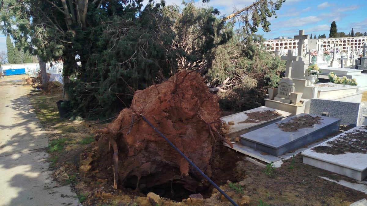 Árboles caídos en el cementerio de San Fernando, de Sevilla, por el temporal
