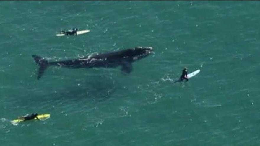 Tres niños surfean al lado de una enorme ballena