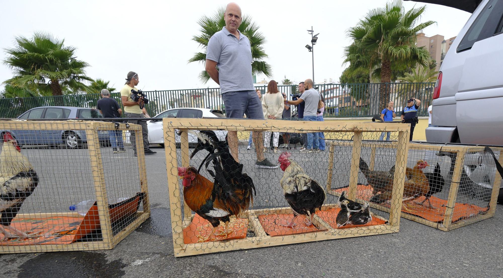 El Ayuntamiento retira los gallos de La Paterna tras varias quejas vecinales y antes de aplicar la desratización
