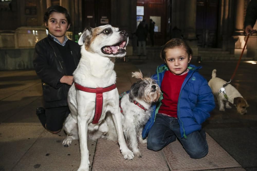 Oviedo bautiza a sus perros por el día de San Antón