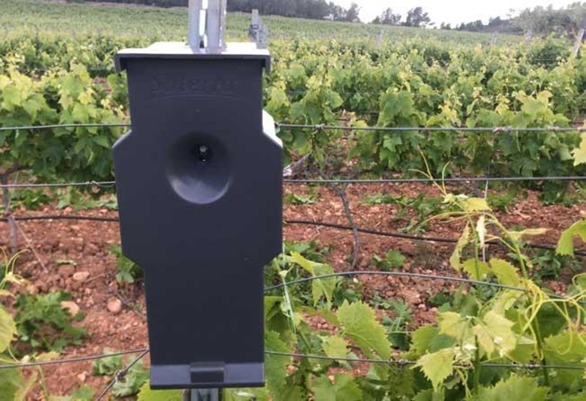 IGP Castelló, una figura de calidad y diversidad autóctona