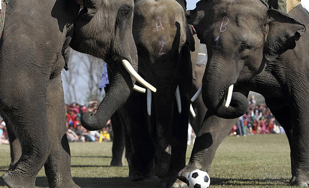 Els elefants lluiten per una pilota durant el partit de futbol en l’últim dia de l’Elephant Race de Sauraha, a Chitwan, Kàtmandu.