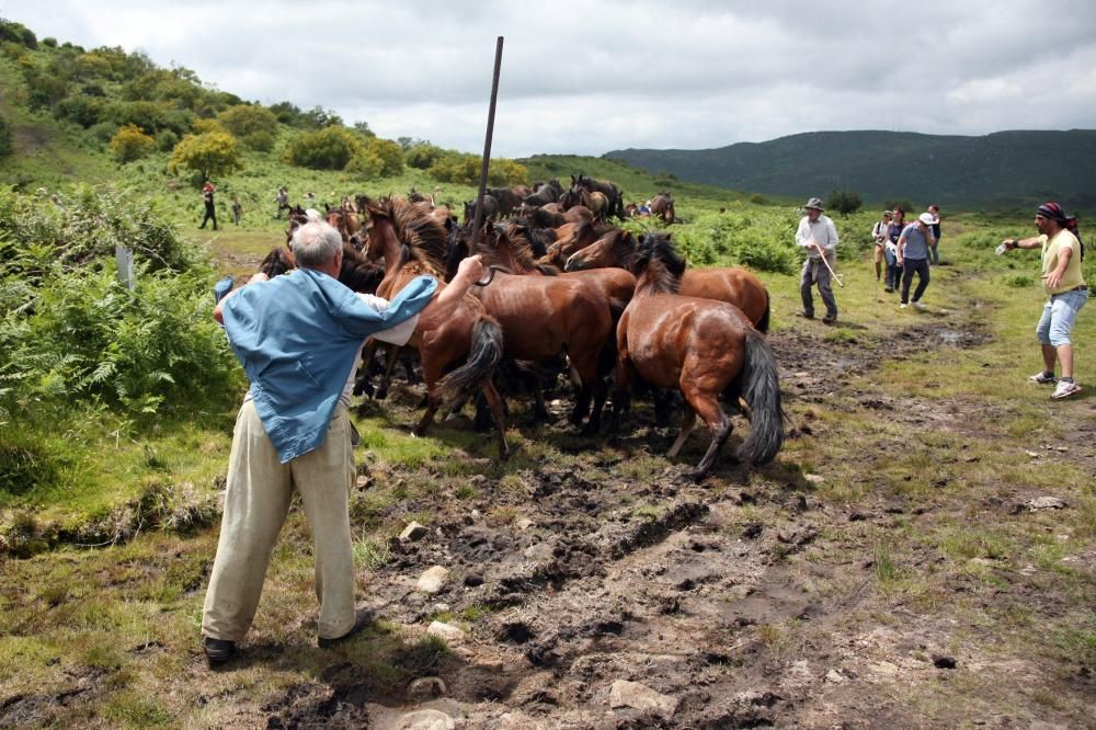Diferentes grupos de personas fueron tratando de reunir a los caballos de los montes vecinos y conducirlos hasta O Peón