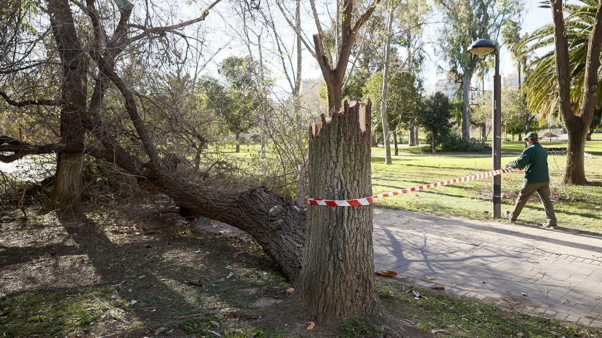 El viento: cómo sopla hoy en cada municipio de Valencia.