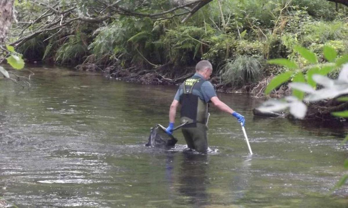 Un vertido de sosa en el Tea envenena miles de peces en un tramo de dos kilómetros