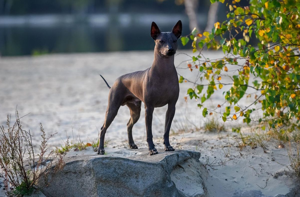 Xoloitzcuintli.