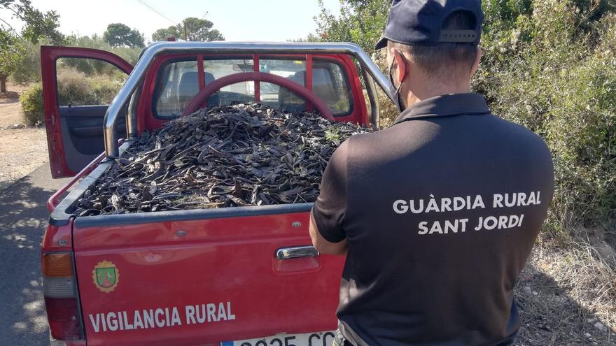 Alerta en el campo: un robo cada dos días en Castellón