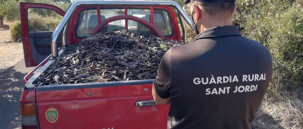 Interceptación de un robo de algarrobas.