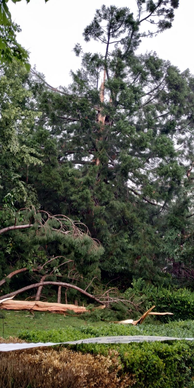 Un llamp trenca una sequoia centenària a Sant Joan de les Abadesses