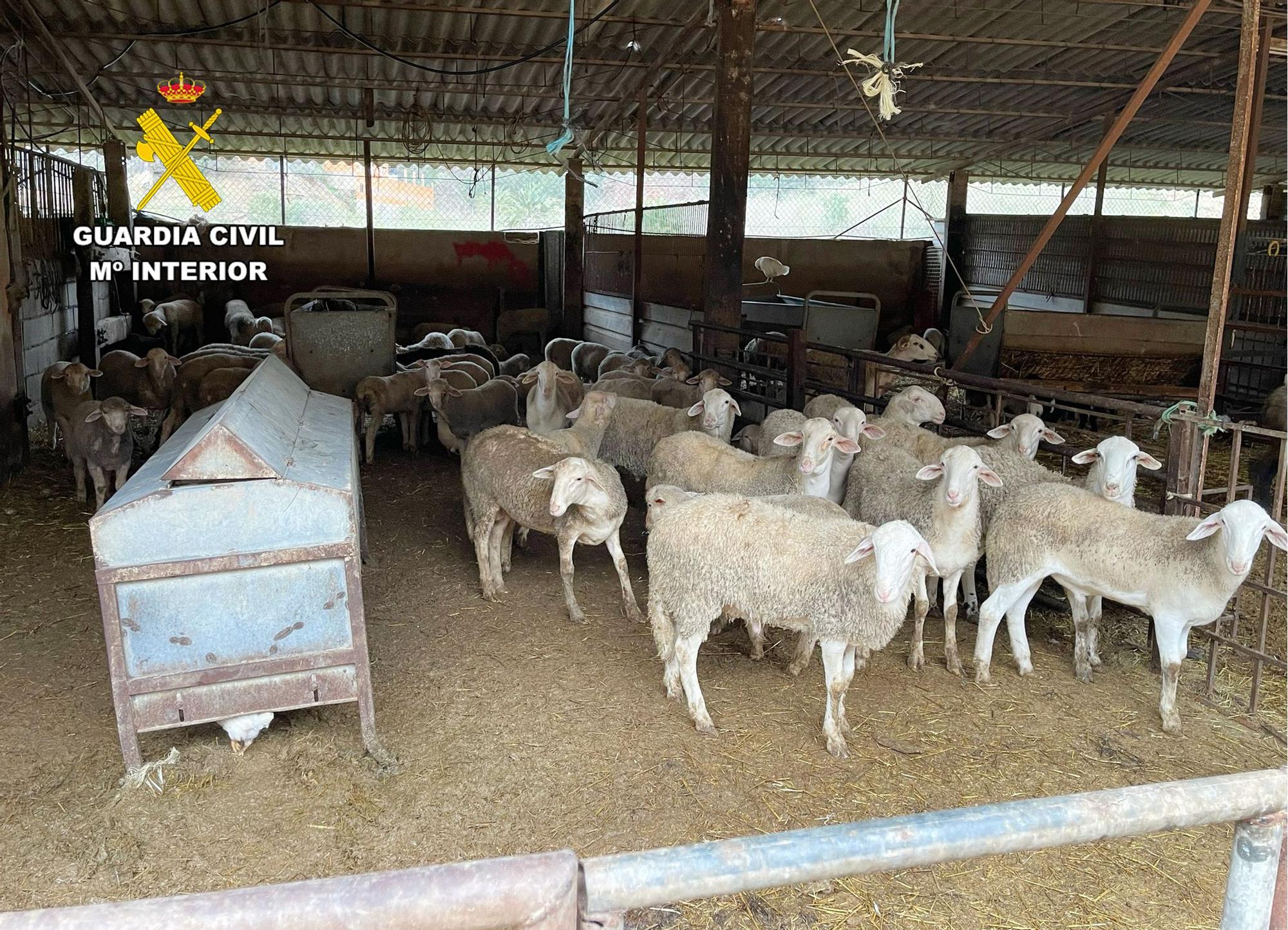 Operación de la Guardia Civil contra el robo de ganado ovino en el Campo de Cartagena