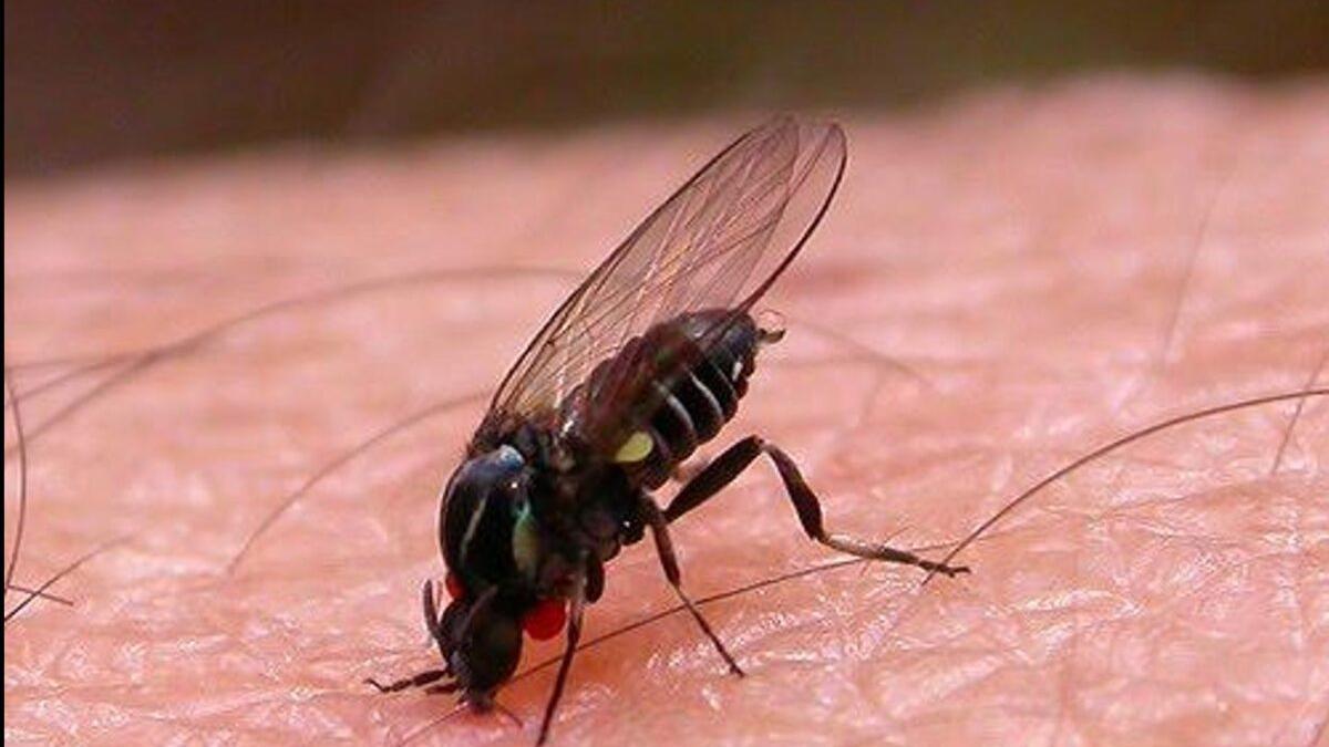 Alertan de la expansión de la mosca negra en España tras la ola de calor