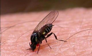 Alertan de la expansión de la mosca negra en España tras la ola de calor