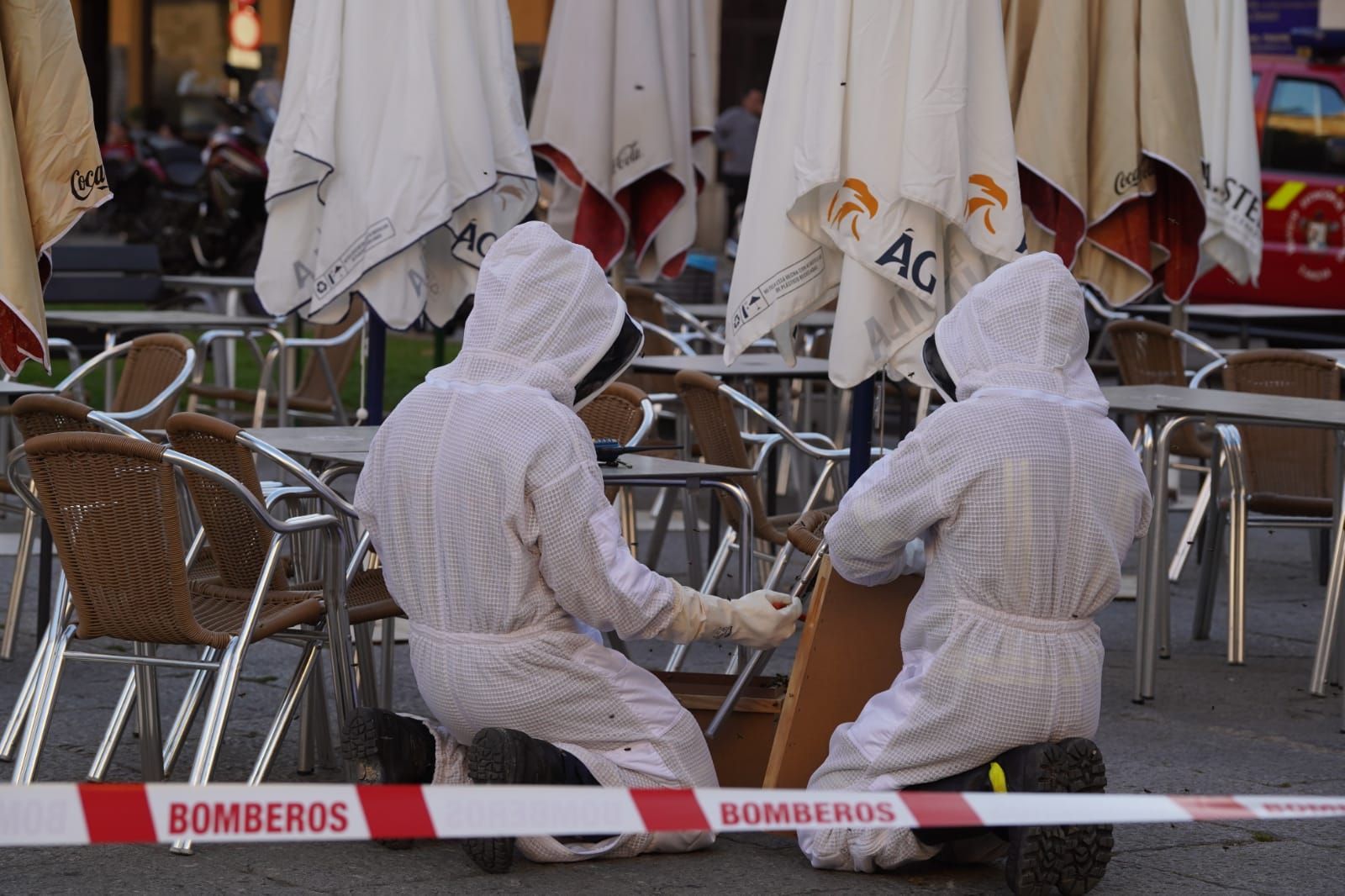 Los Bomberos de Zamora retiran un enjambre de abejas en la Plaza Mayor