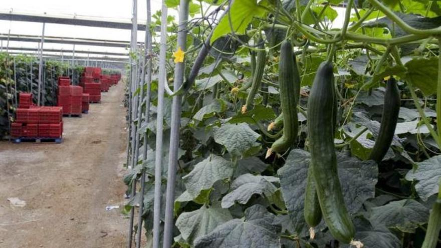 Cultivo de pepinos en una explotación agraria de la provincia de Almería.