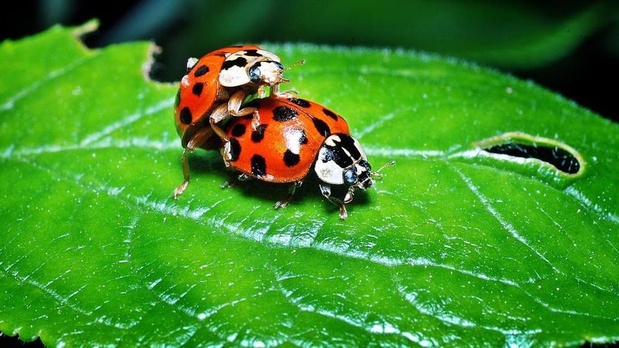 Naturaleza erótica