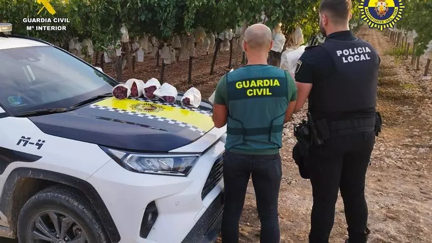 Dos investigados tras intentar robar cien kilos de uva del Vinalopó en un viñedo en Alicante