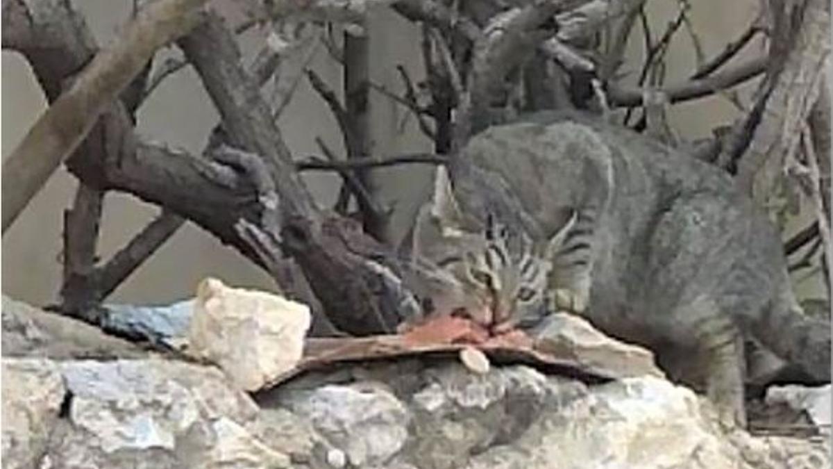 La gata que se coló en el chalet.