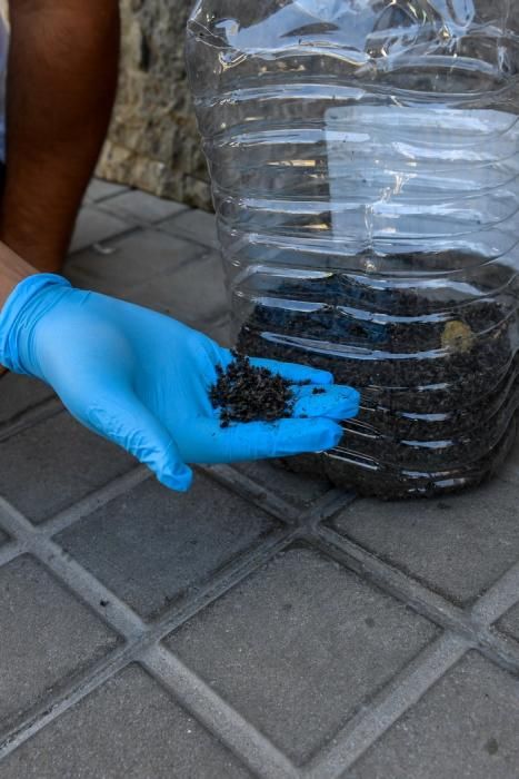 Invasión de moscas en el Barrio de La Cazada