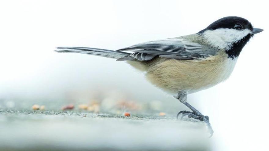 Ocells urbans en perillper la destrucció de nius