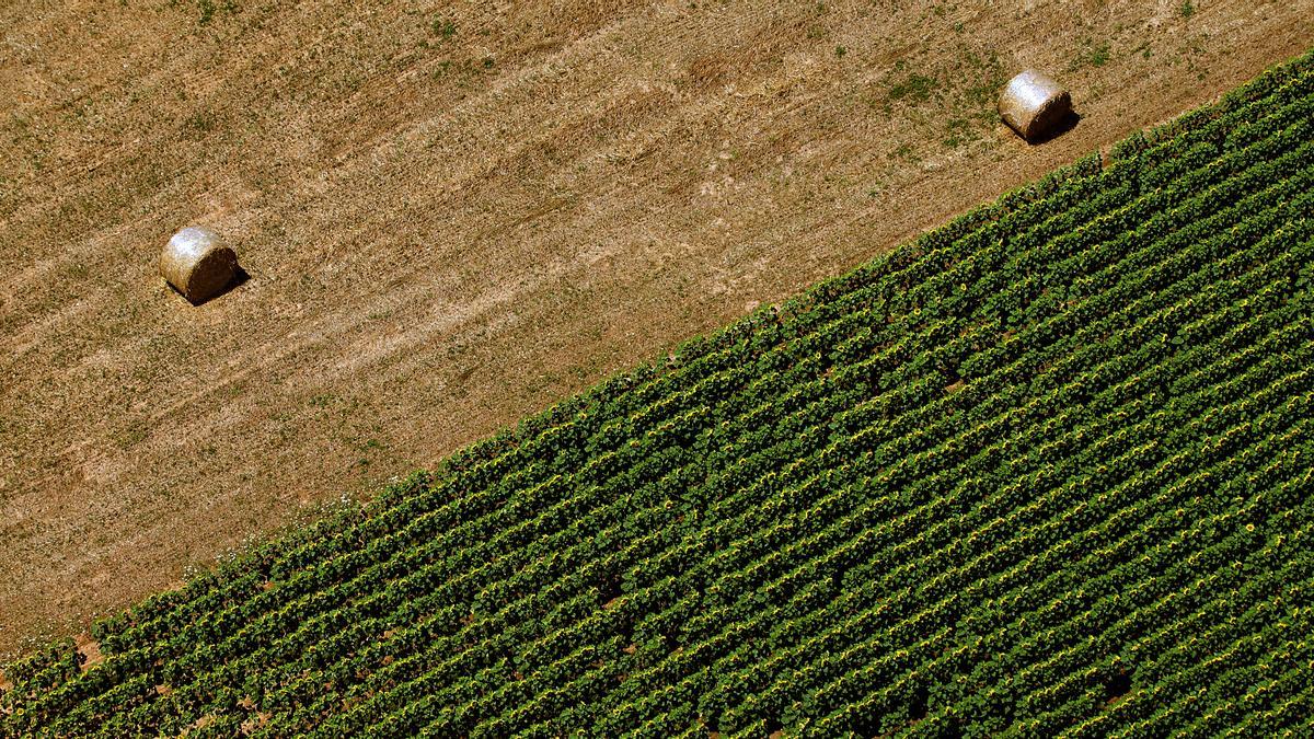 Vista aérea de un campo cultivado en parte con girasol, en parte con cereales.