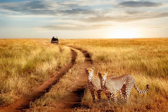 Africa, Safari, Kenia