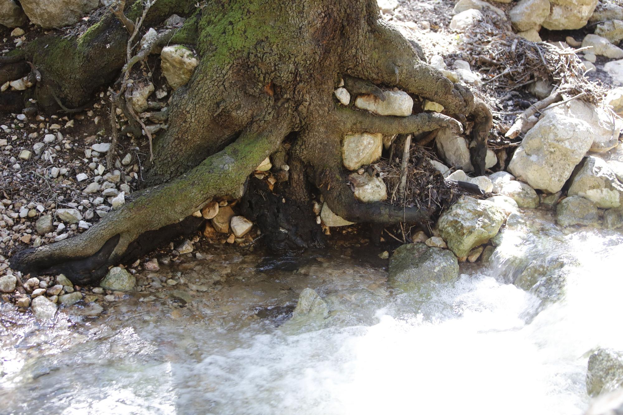 Die Quellen sprudeln wieder: Impressionen einer Wanderung zu Ses Fonts Ufanes auf Mallorca