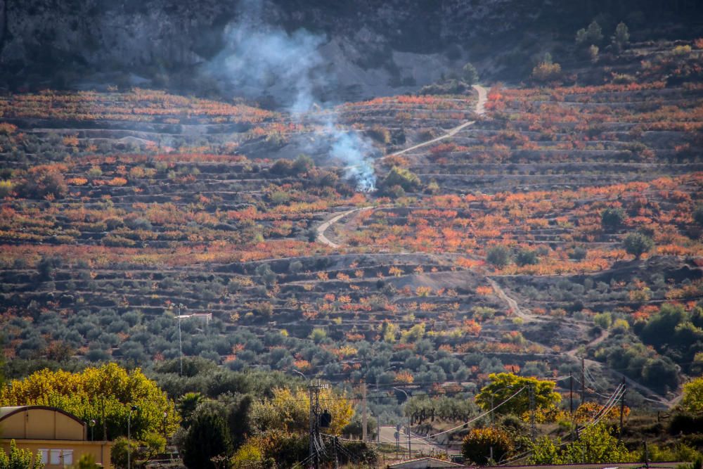 Los cerezos también se visten de rojo