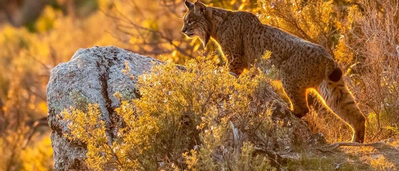 Ejemplar de lince ibérico