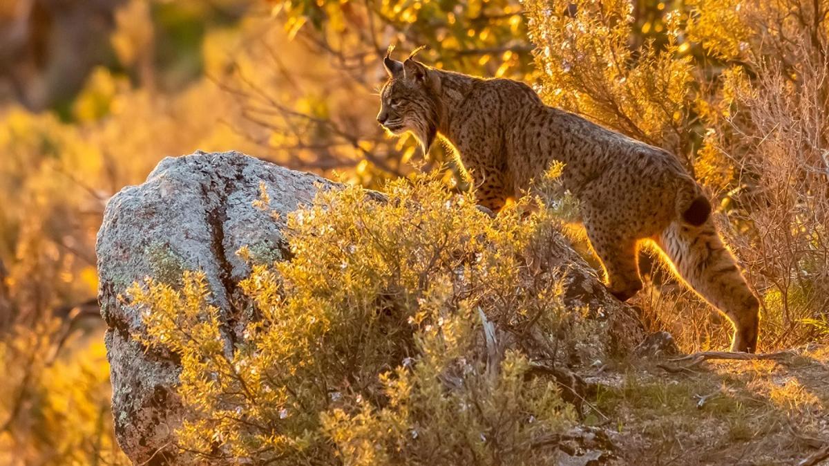 Ejemplar de lince ibérico