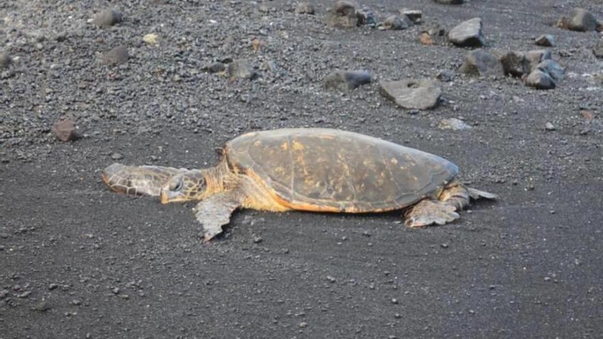 La tortuga verde de Canarias está cambiando de conducta por el turismo