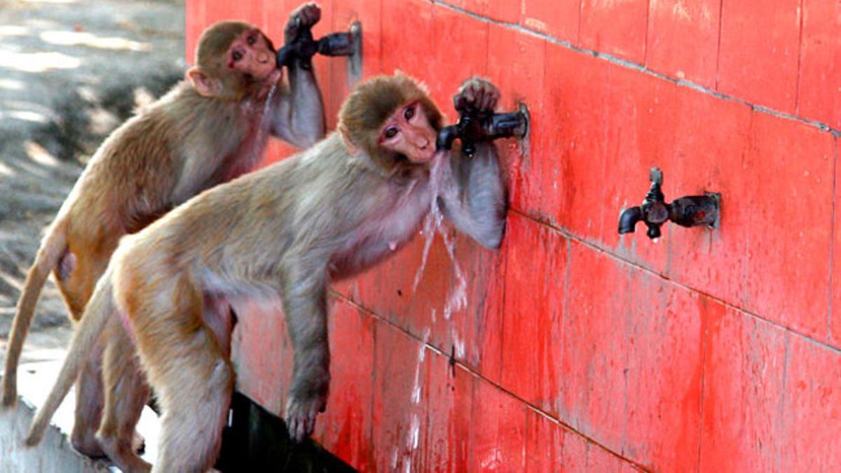Un parell de micos beuen aigua d¿unes fonts en una calorosa tarda a la localitat índia de Jammu (Índia).