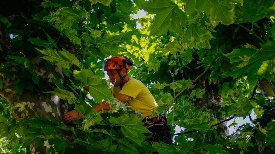 Un corsé para asegurar los decrépitos árboles de los históricos parques vilagarcianos