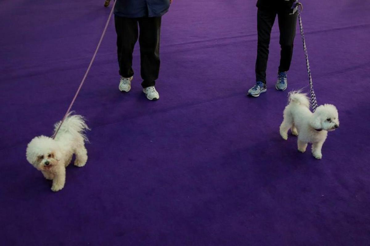 El Westminster Kennel Club, un dels shows de gossos de raça més importants del món