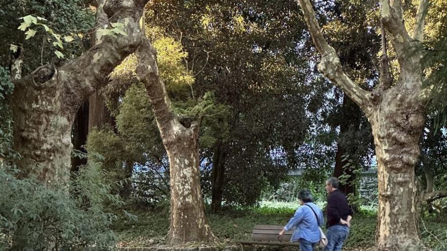 Carballeira de Caldas.