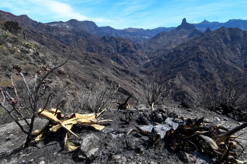 15-10-19 SUPLEMENTOS. ZONA CUMBRERA. ZONA CUMBRERA. Reportaje zonas quemadas tras dos meses. Reportaje triple entrega sobre el paisaje quemado, al cumplirse dos meses. La primera parte será Los tesosos de la Cumbre, en plan más positivo, con los brotes verdes, lugares que visitar. Un segundo con los héroes sin capa, sus protagonistas y una tercera con Lo que el fuego se llevó o Lo perdido, la parte más triste.  Fotos: Juan Castro.  | 15/10/2019 | Fotógrafo: Juan Carlos Castro