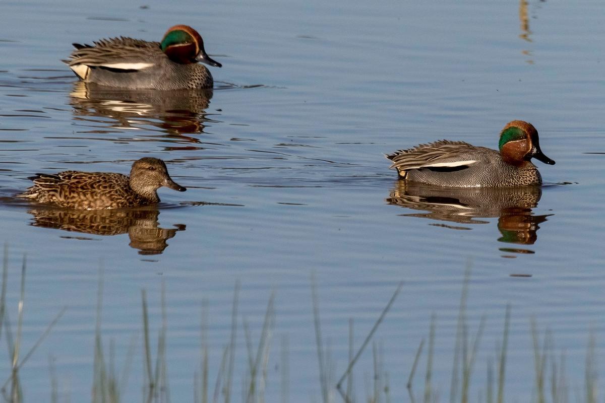 Anátidas en Doñana