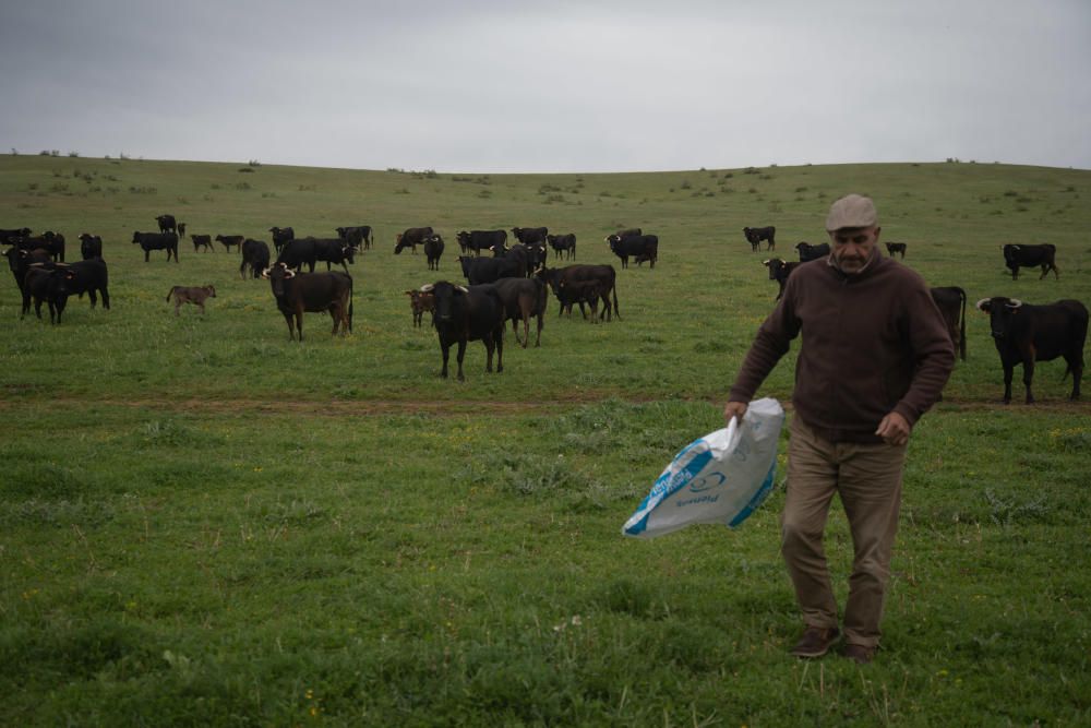 Los festejos taurinos corneados por la pandemia