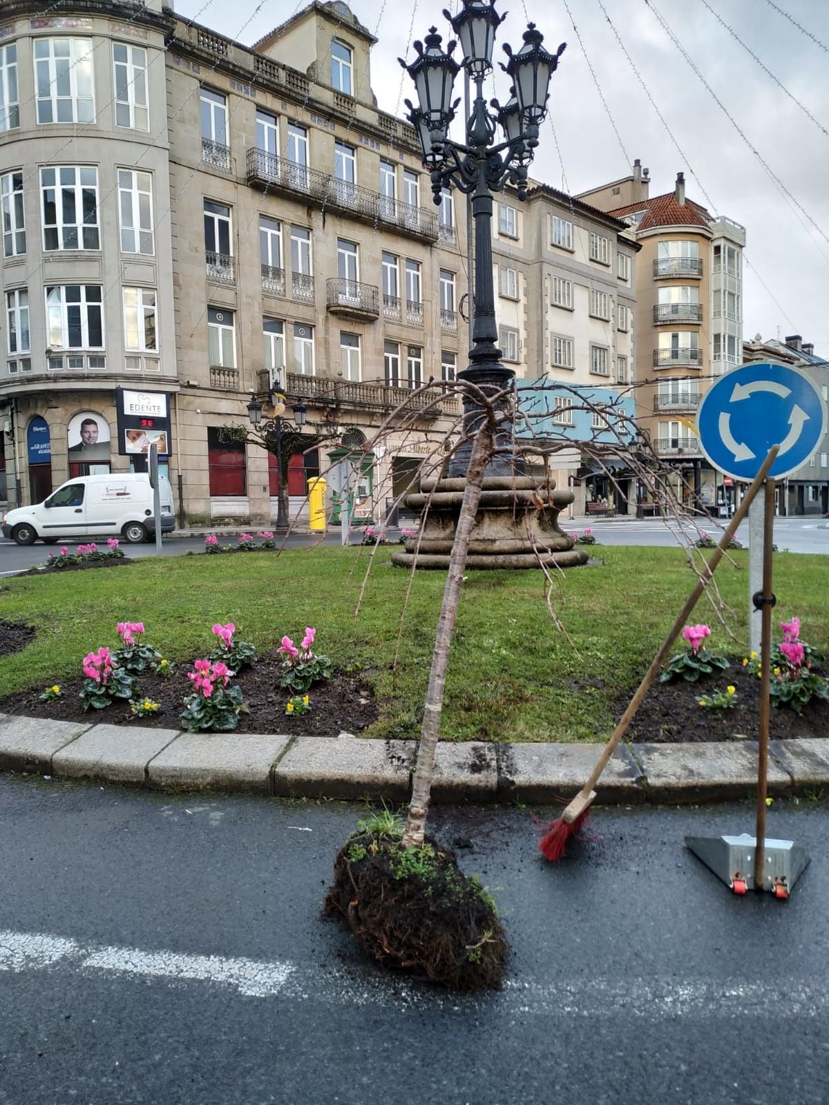 Árbol arrancado en la calle Serafín Pazo y llevado a la Plaza de la Farola.