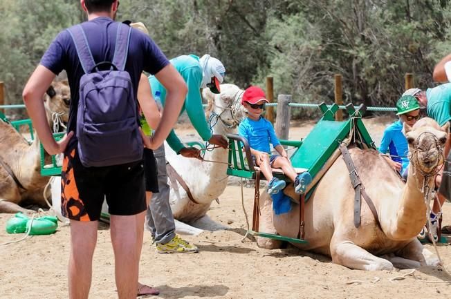 Reportaje excursiones con camellos en las Dunas ...