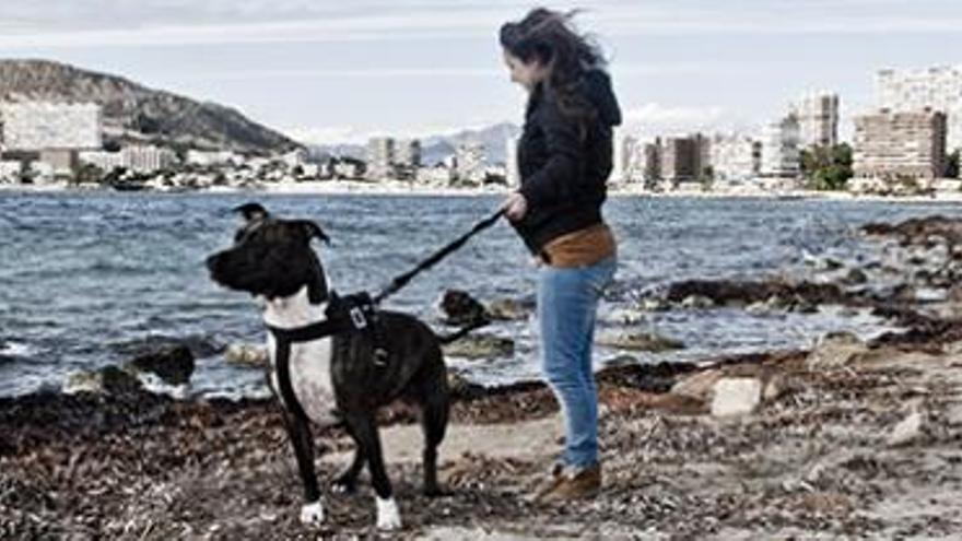 Alicante se plantea crear una playa para perros como la polémica cala de Campello