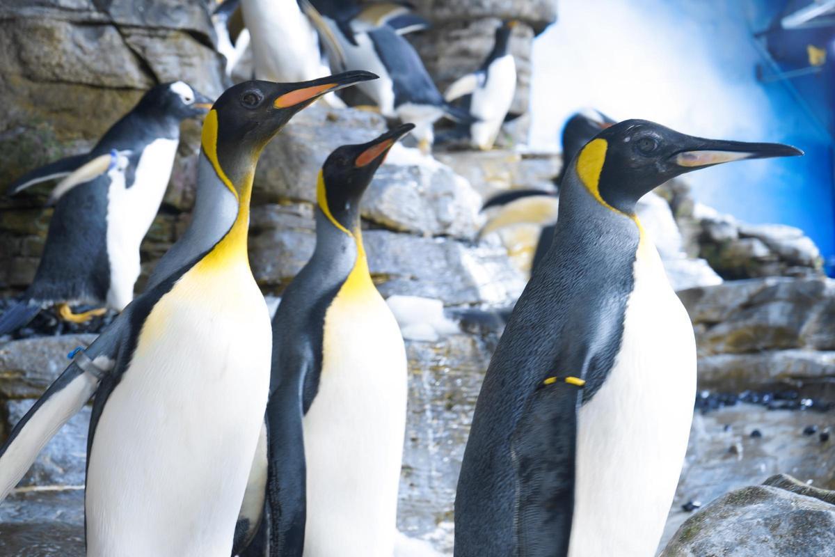Expemplars de pingüí rei ('Aptenodytes patagonicus') a l'Oceanogràfic de València.