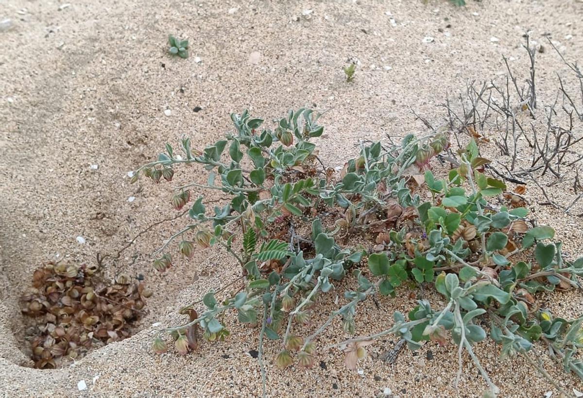 Cultivo de la trufa del desierto en Lanzarote.