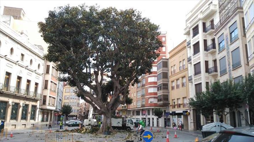 Burriana protegerá los ficus de la plaza de El Pla y del Jardí del Bes