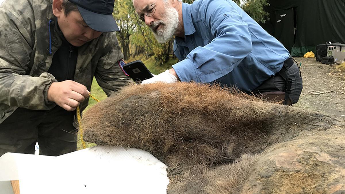 Inspeccionan un mamut de 52.000 años de antigüedad