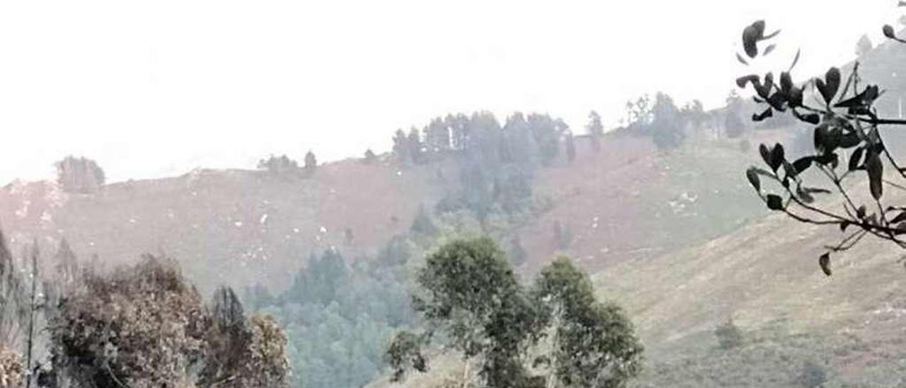 Árboles quemados en la base, en una zona del trayecto bajando la carretera desde Llamas del Mouro hacia Tuña (Tineo).