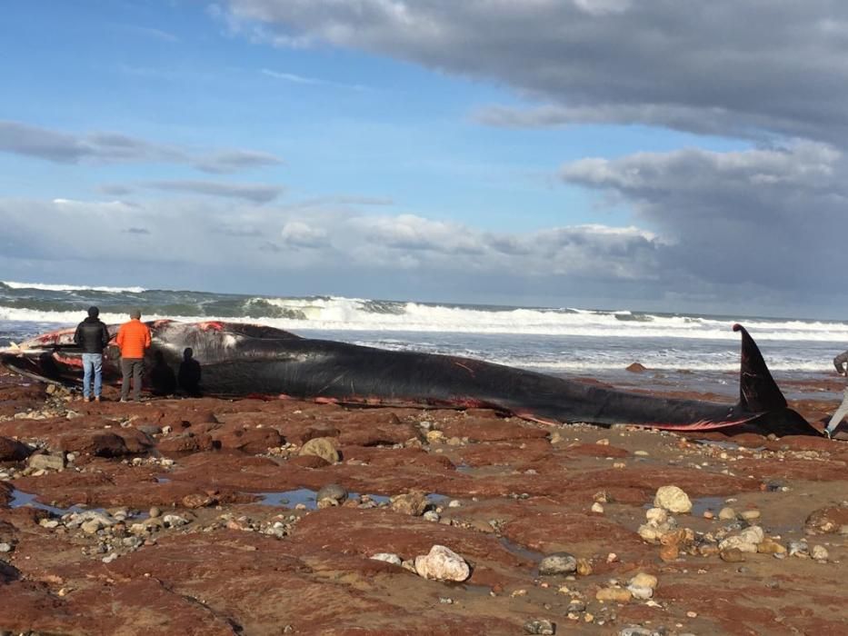 Encuentran una ballena varada en Caravia